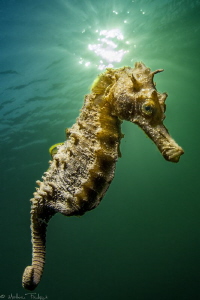 another little guy (Long-snouted seahorse - Hippocampus g... by Mathieu Foulquié 